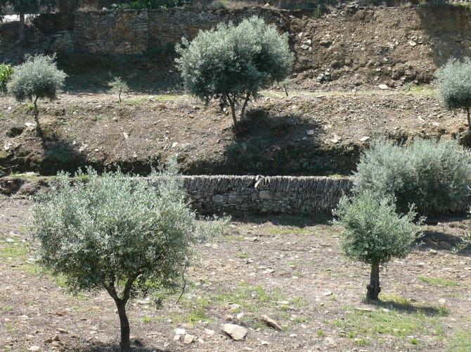 Quinta do Vesúvio, Numão <br>© Coleção Museu do Douro